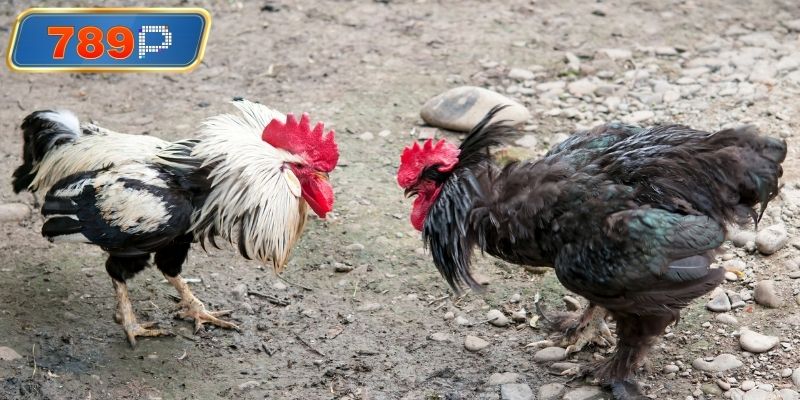 Đánh giá tỷ lệ kèo để đặt cược chính xác