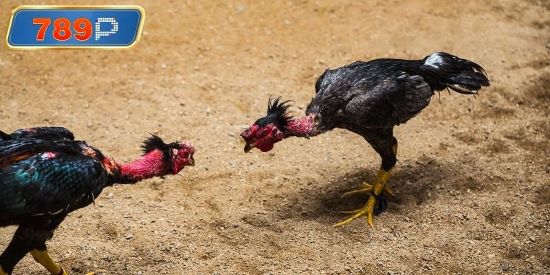 Thực hiện đúng các quy tắc tham gia quy định